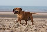 STAFFIE 343